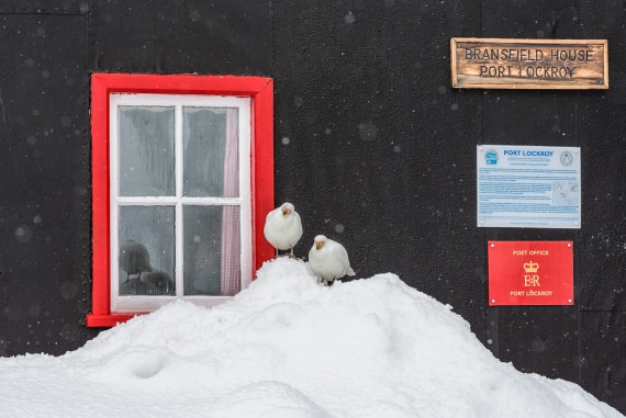 Snowy sheathbills at Port Lockroy