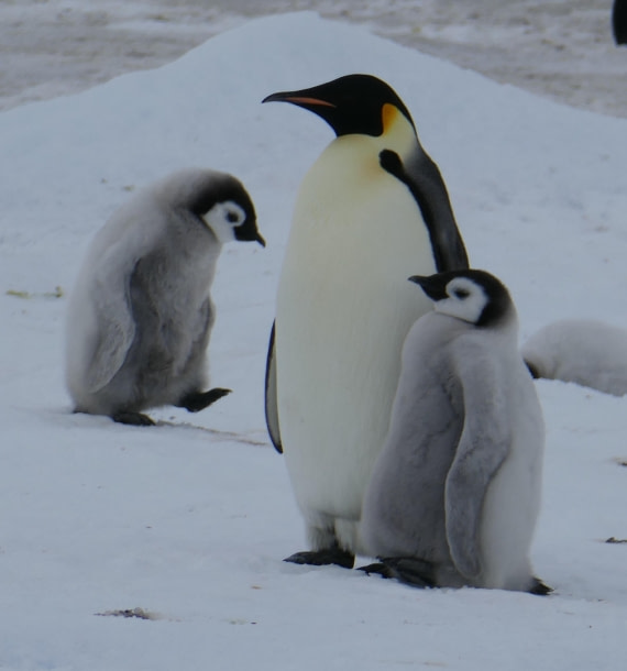 Familie Penguin