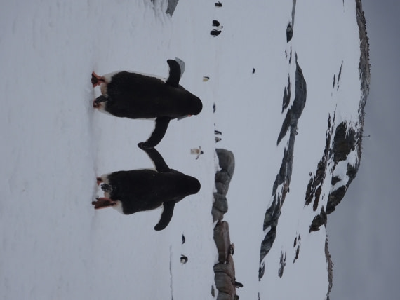 Basecamp Ortelius Antartica nicsan