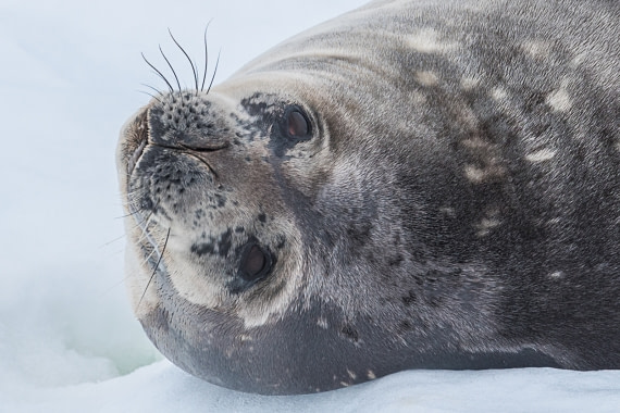 Hello there, Weddell seal