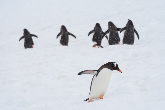 Nonconformist penguin