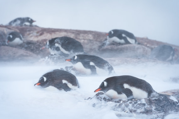 Snow-blasted nesting Gentoo penguins