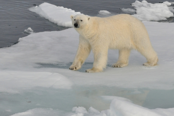 Eisbär
