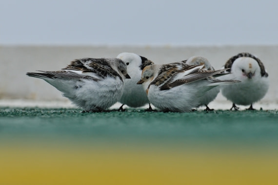 Overleg op het helikopterdek van de Ortelius