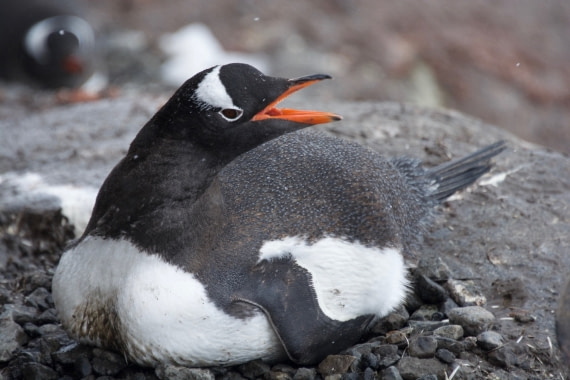 Calling for Room Service