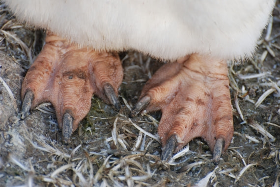 Penguins have tough feet!