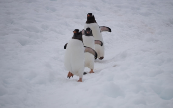 Gentoo Parade