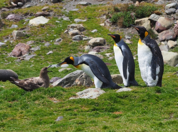 King Penguin and Brown Skua