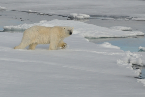 Eisbär