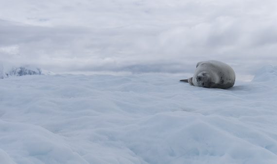 Weddell Seal hanging out