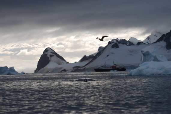 M/V Ortelius and humpback whale