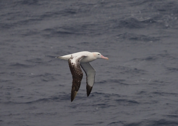 Wandering Albatross