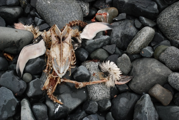 beauty in death of a penguin