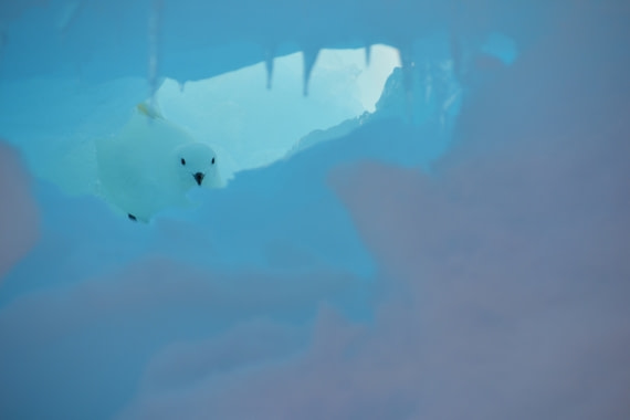 Snow Petrel in iceberg