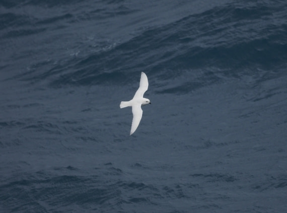 Snow Petrel