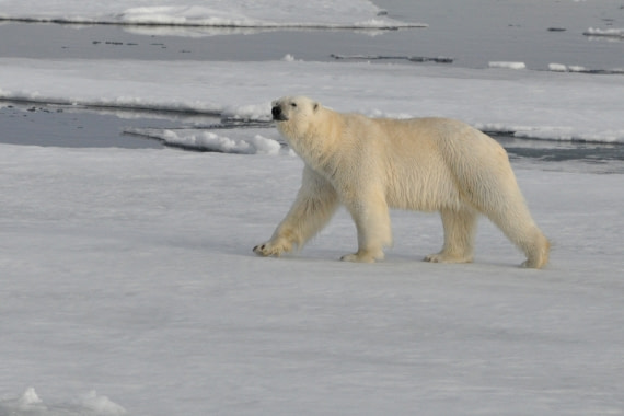 Eisbär