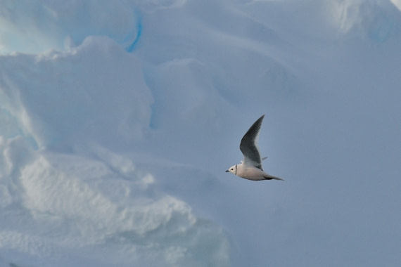 Een onvergetelijke ontmoeting.. een Ross' Gull met het pakijs als achtergrond