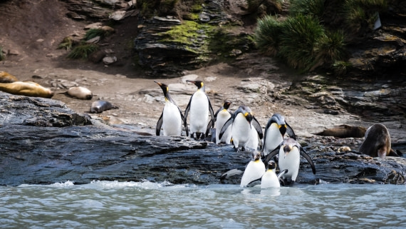 Koningspinguïns Nieuwjaarsduik