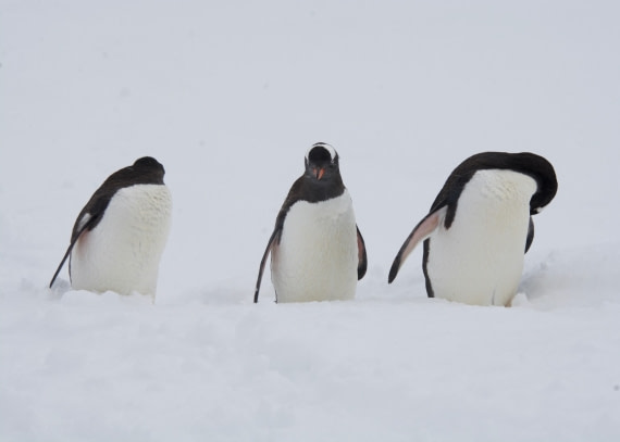 Here's looking at you, kid.