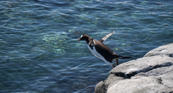 Polar Plunge coming up
