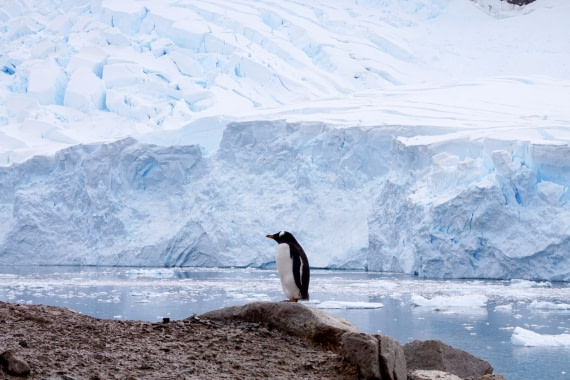 Contemplating the meaning of being a penguin