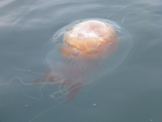 Antarctic jellyfish are huge!