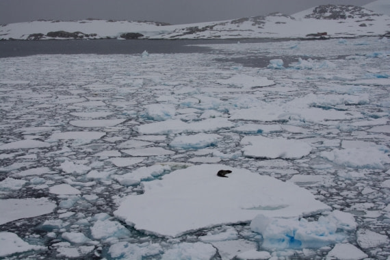 Leopard Seal from Far Away