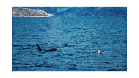 Orca, between Skorpa & Badderen No., S/V Nooderlicht, whales & auroras 12/2017