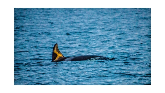 Orca, between Skorpa & Badderen No., S/V Nooderlicht, whales & auroras 12/2017