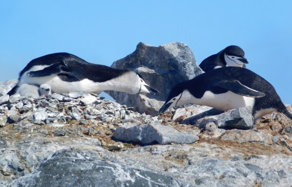 Rock stealing Chinstaps
