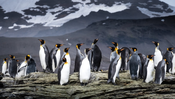 The Beautiful King Penguins
