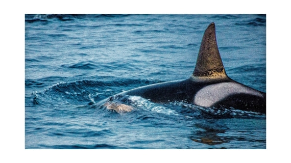 Orca, between Skorpa & Badderen No., S/V Nooderlicht, whales & auroras 12/2017