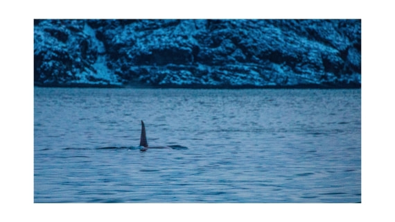 Orca, S/V Nooderlicht, whales & auroras  12/2017