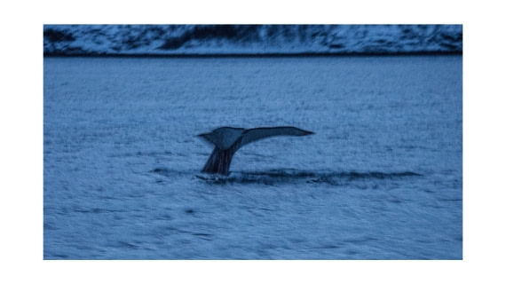 Humpback, civil twilight fading, S/V Nooderlcht  whales & auroras  12/2017