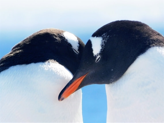 Penguins in Love~