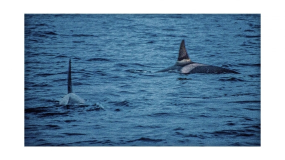 Orca, between Skorpa & Badderen No., S/V Nooderlicht, whales & auroras 12/2017