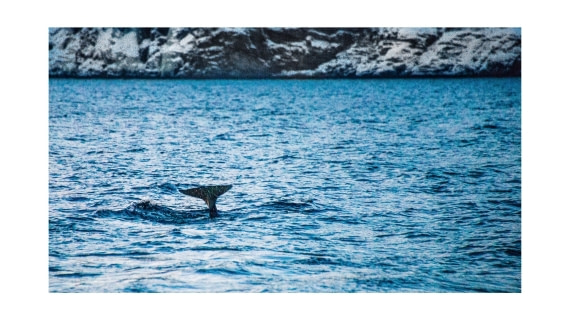 Orca, between Skorpa & Badderen No., S/V Nooderlicht, whales & auroras 12/2017