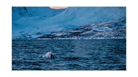 1st Humpback whale, S/V Nooderlicht, whales & auroras 12/2017