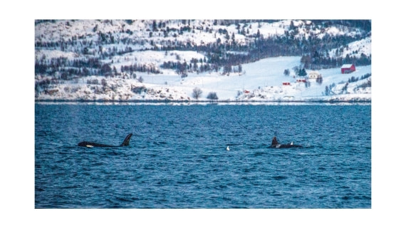 Orca, between Skorpa & Badderen No., S/V Nooderlicht, whales & auroras 12/2017