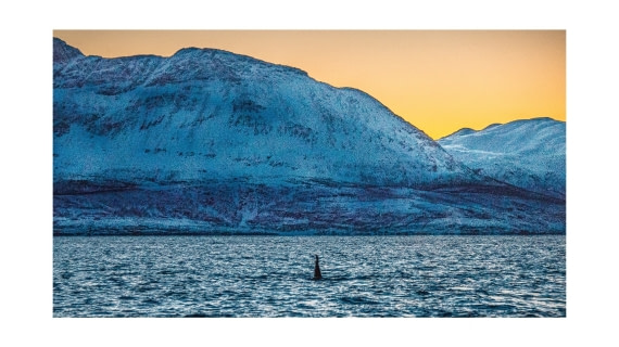 1st Orca, S/V Nooderlicht, whales & auroras 12/2017