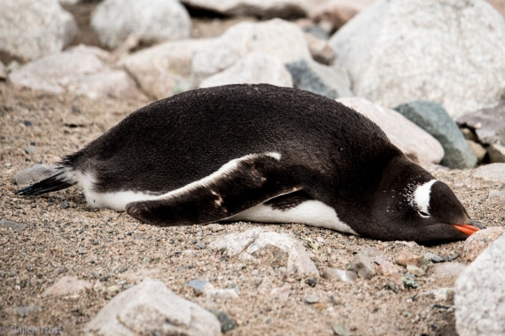 Gentoo flat out