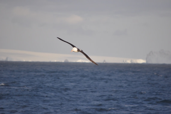 Amazing albatross