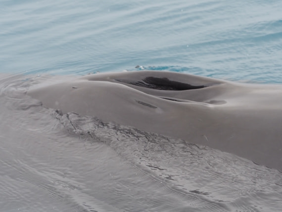 Minky whale at the Zodiac