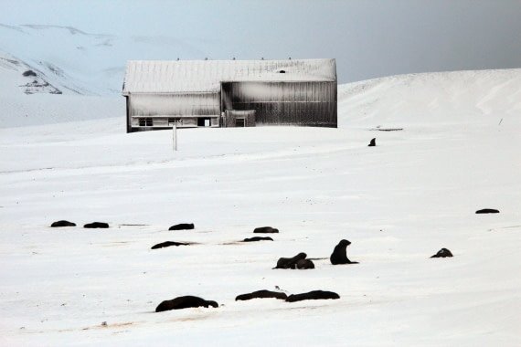 whalersbay and fur seals