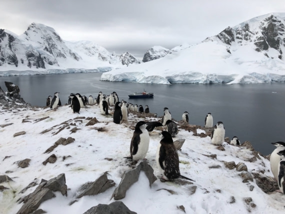Chinstraps on Spigot Peak