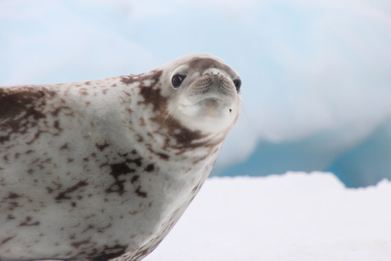 Weddell Seal