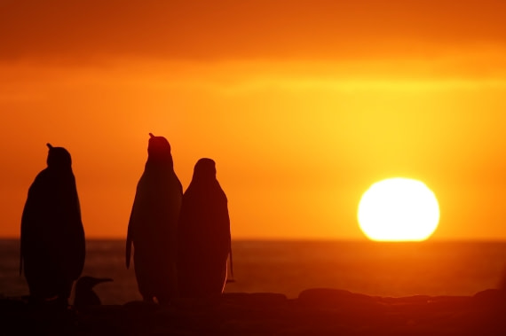 Gold Harbour sunrise