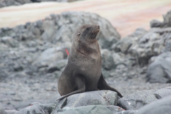 Fur seal