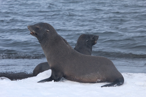 fur seals in whalersbay