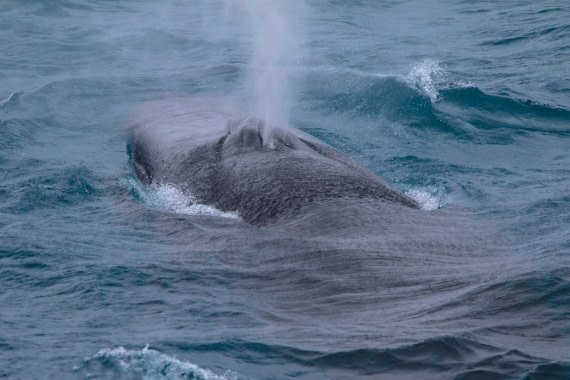 Blowing Finwhale